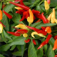 Capsicum peppers