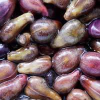 Grape seed illustration from the seller’s page