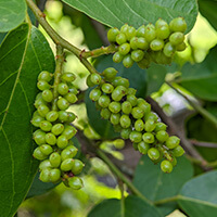Seller’s illustration for Gymnema sylvestre