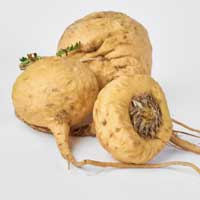 Maca root illustration from the seller’s page